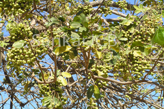 Sapindus emarginatus